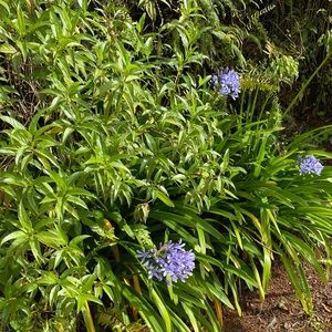 Meet your Posher, Wilmary